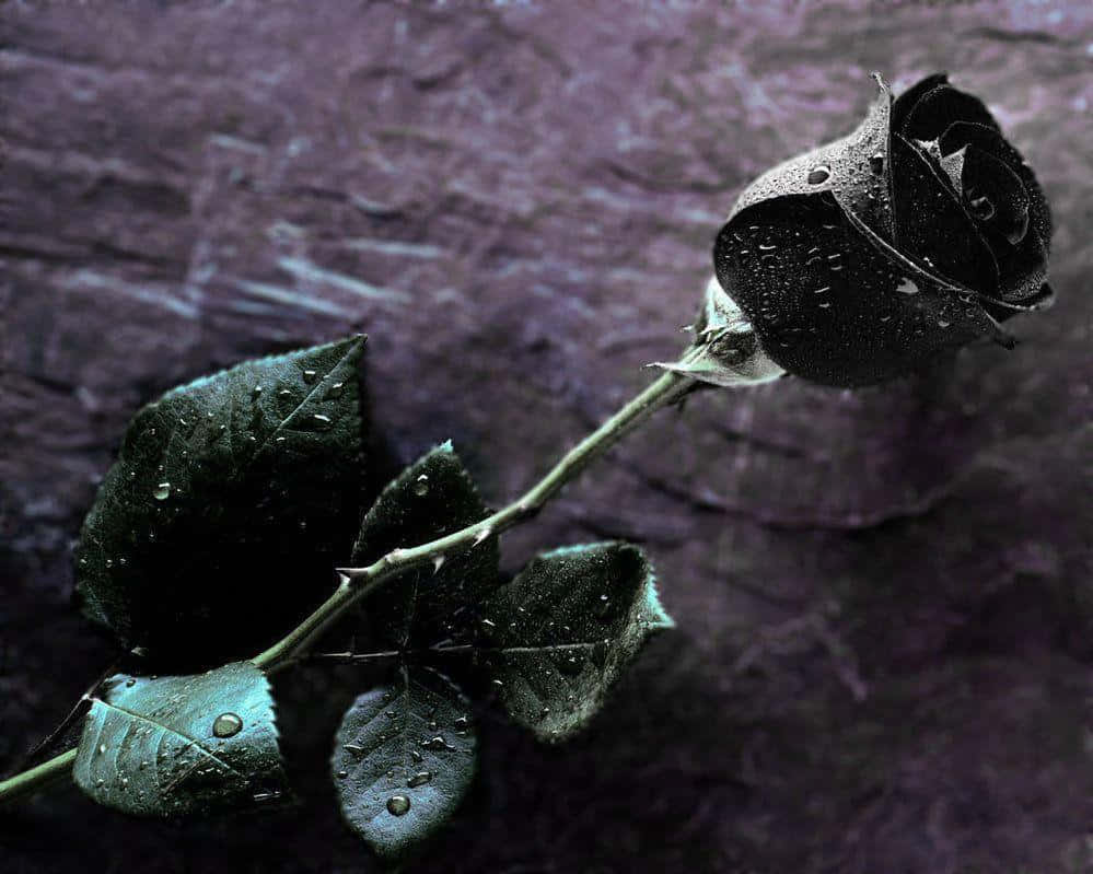 black rose and broken heart