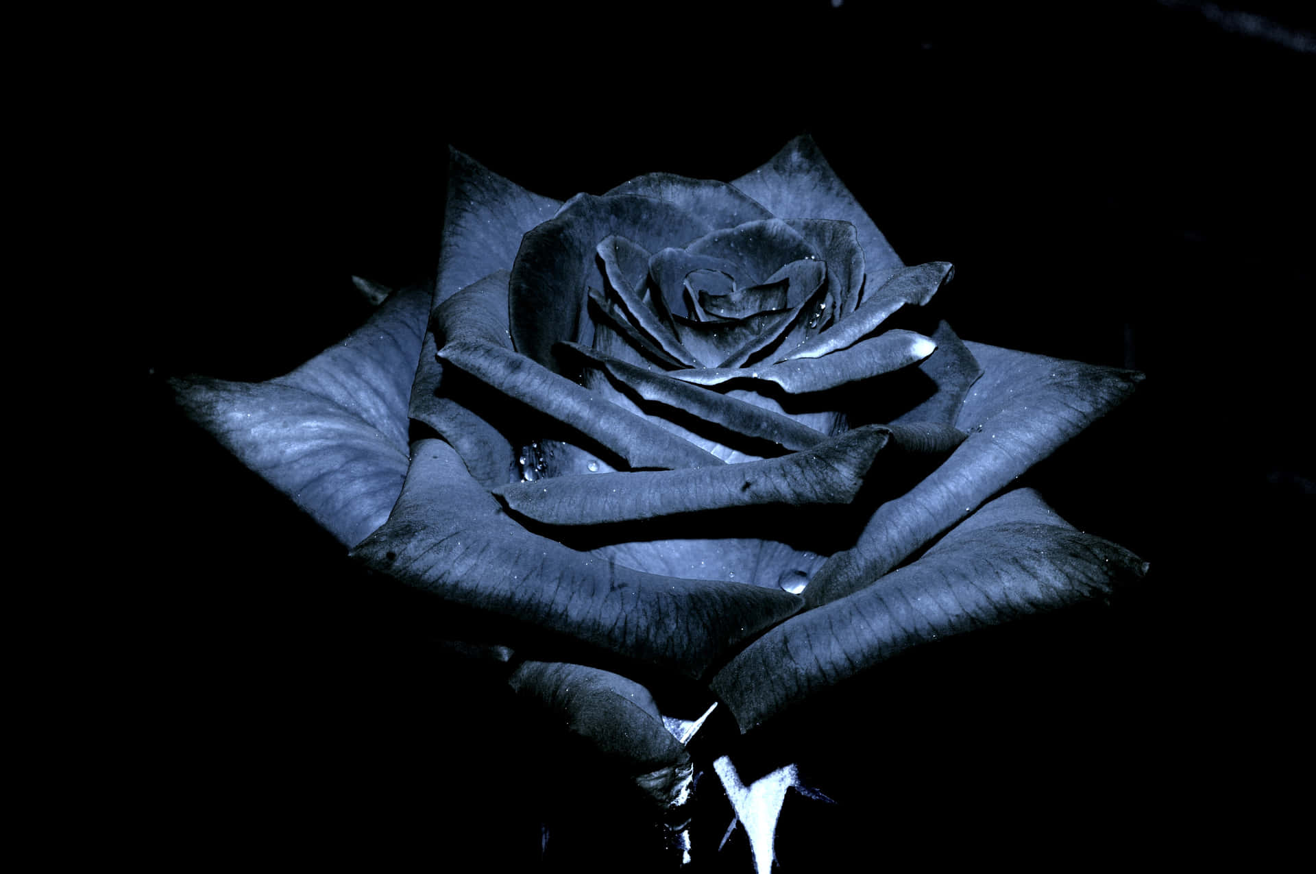 A Black Rose Is Shown In The Dark