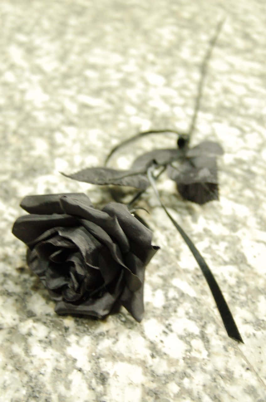 Eineeinzelne Schwarze Rose In Blüte.