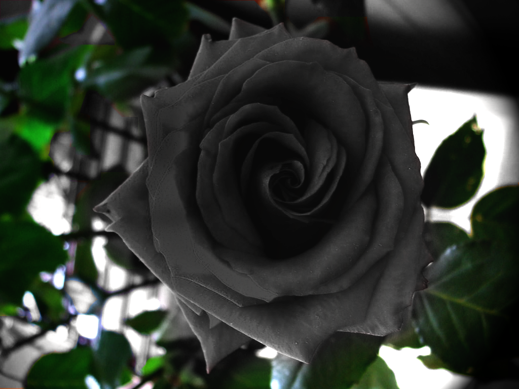 A Beautiful Black Rose