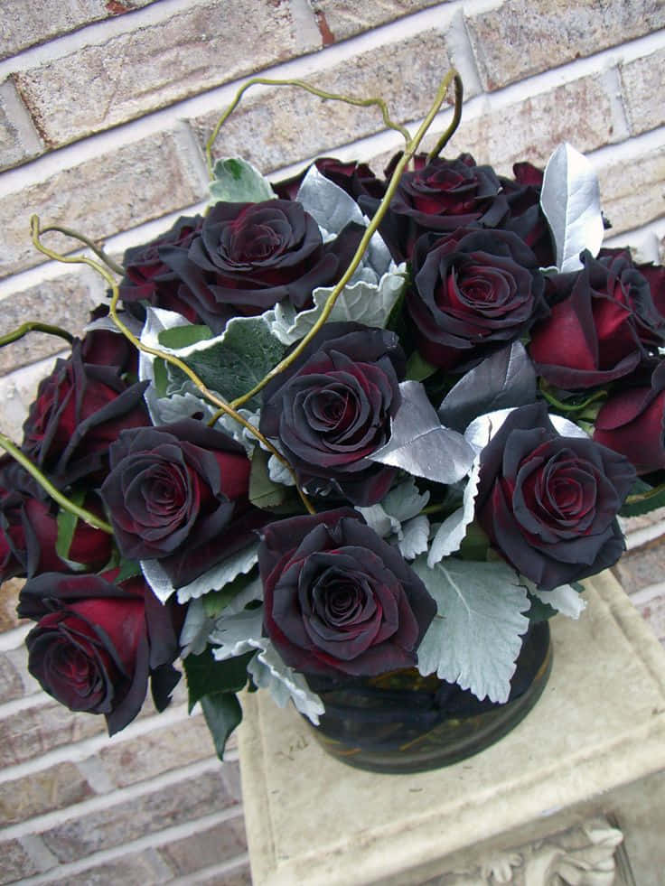 The beauty of a black rose blooming in all its glory