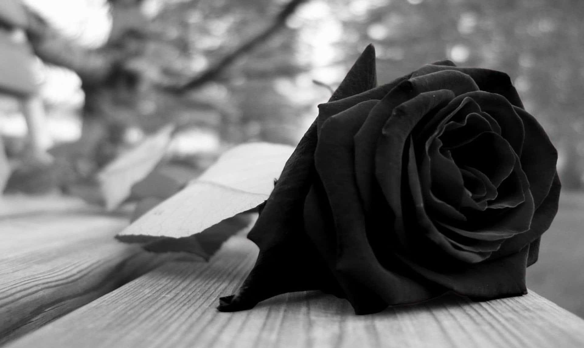 Unasola Rosa Negra Resalta Sobre Un Fondo Blanco Puro.