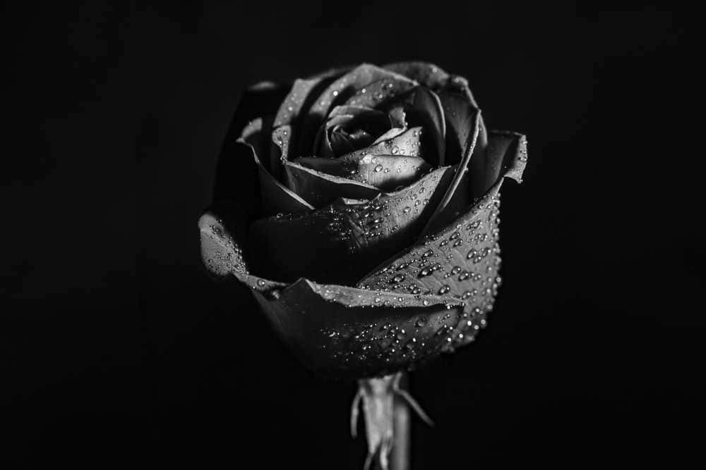 A single black rose – unique, captivating and mysterious