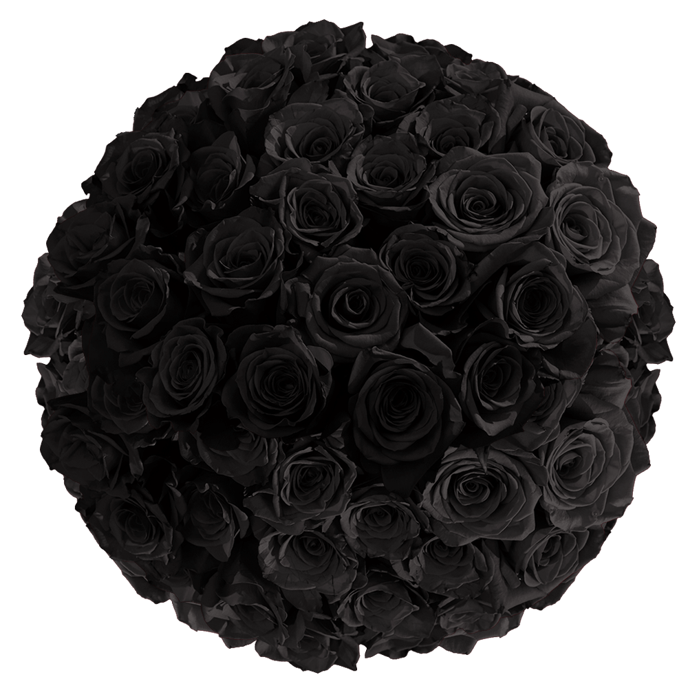 "A Close Up of a Black Rose - Fragile and Bold at the Same Time"