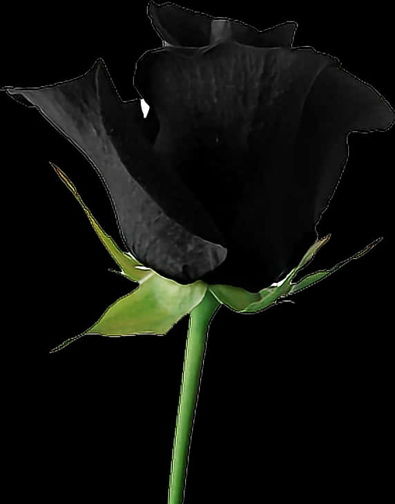 Black Rose Single Stem PNG