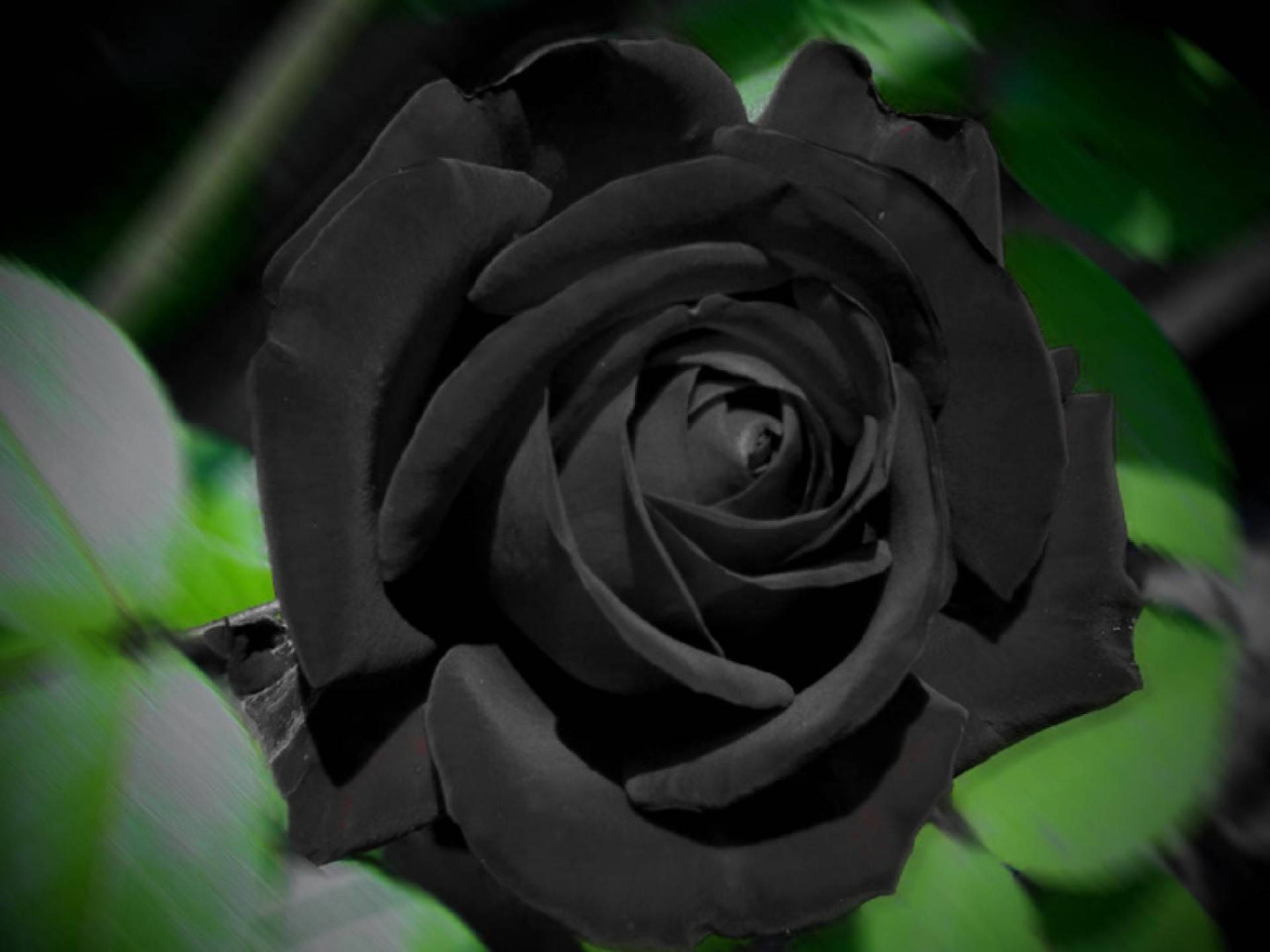 Download Black Rose With Leaves Wallpaper 