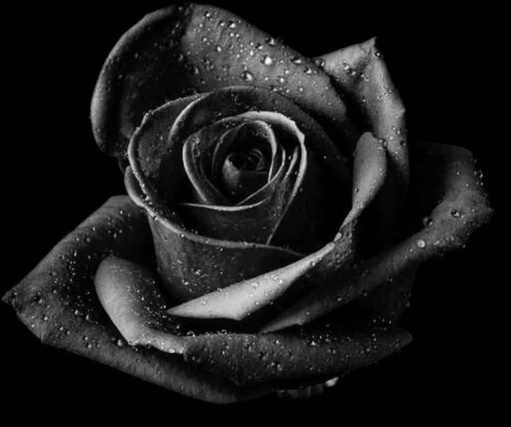Black Rosewith Dew Drops.jpg PNG