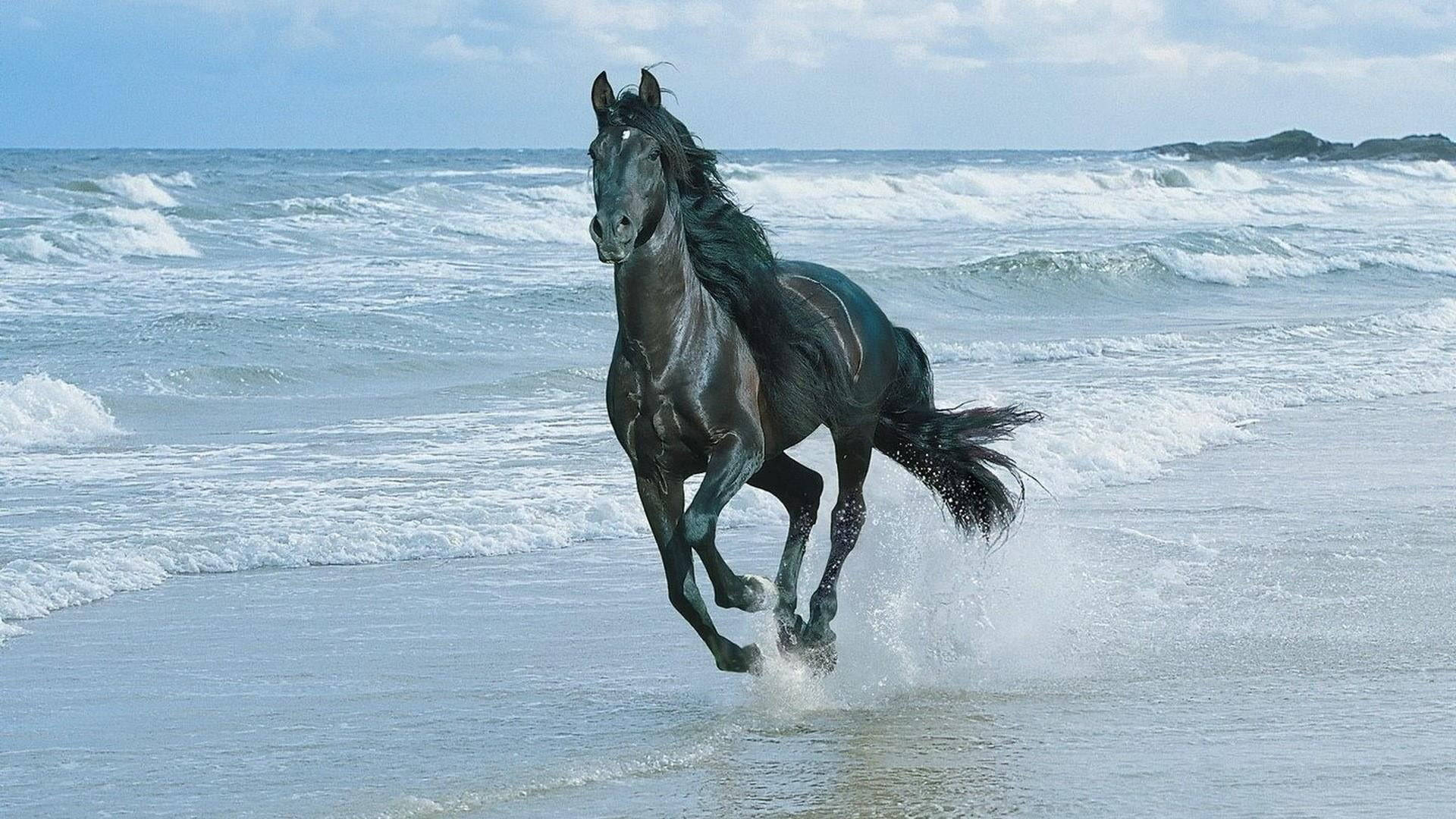 Black Running Horse On The Beach Wallpaper