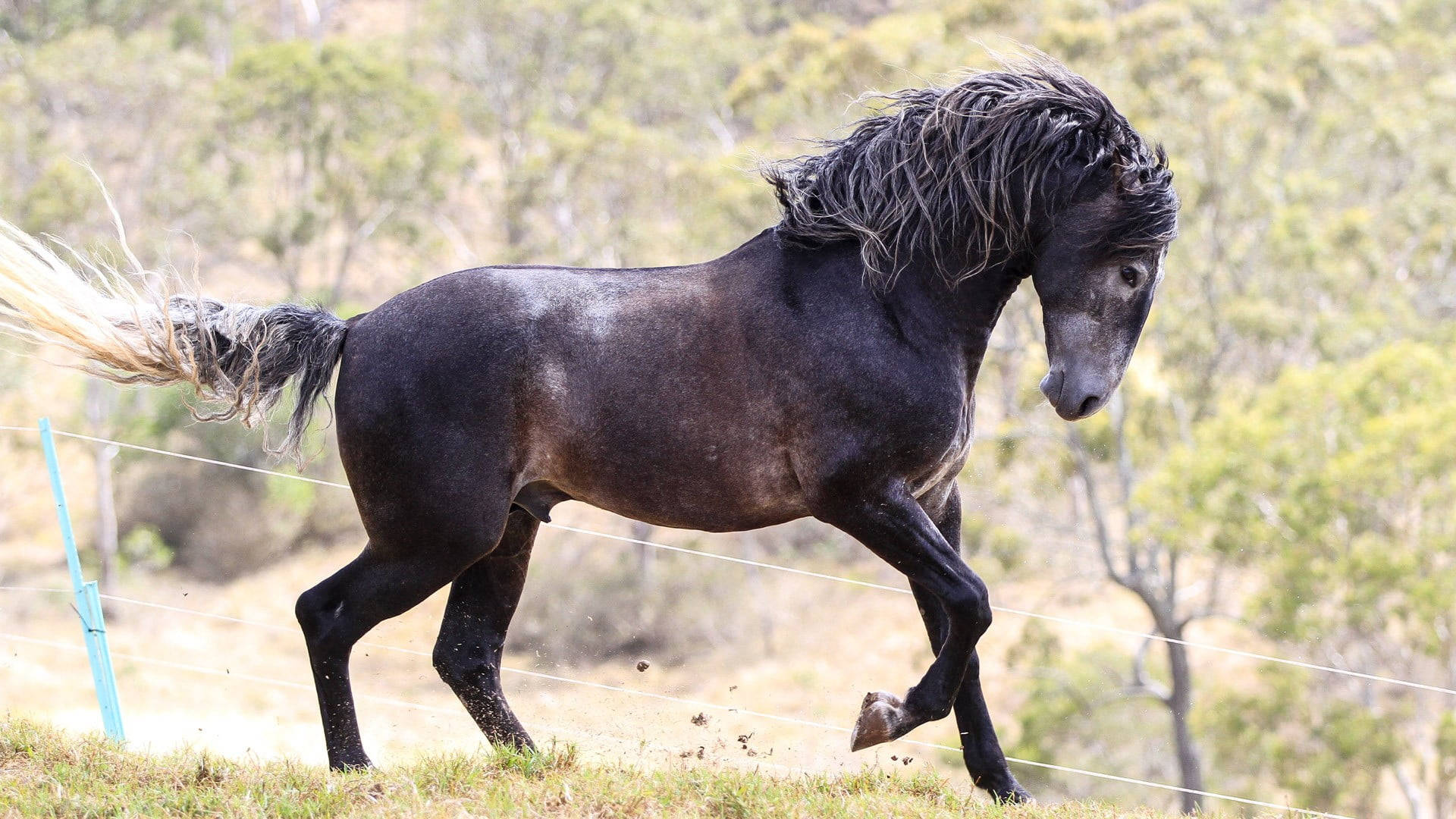 Black Running Horse With Blonde Tail Wallpaper