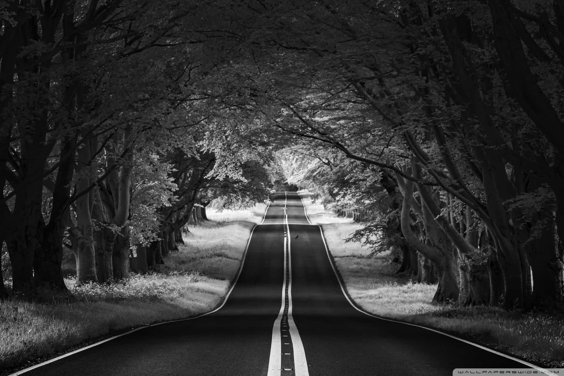 A Black And White Photo Of A Road In The Forest