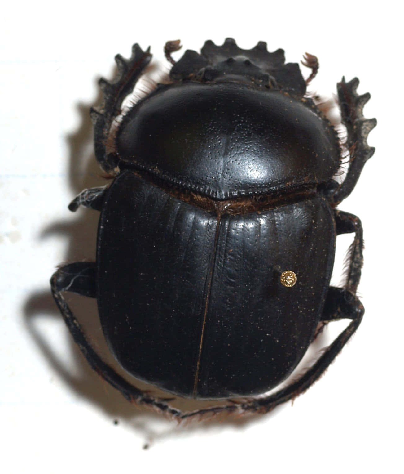 Black Scarab Beetle Top View Wallpaper