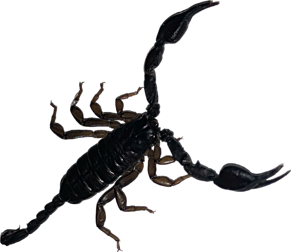 Download Black Scorpion Isolated Background | Wallpapers.com