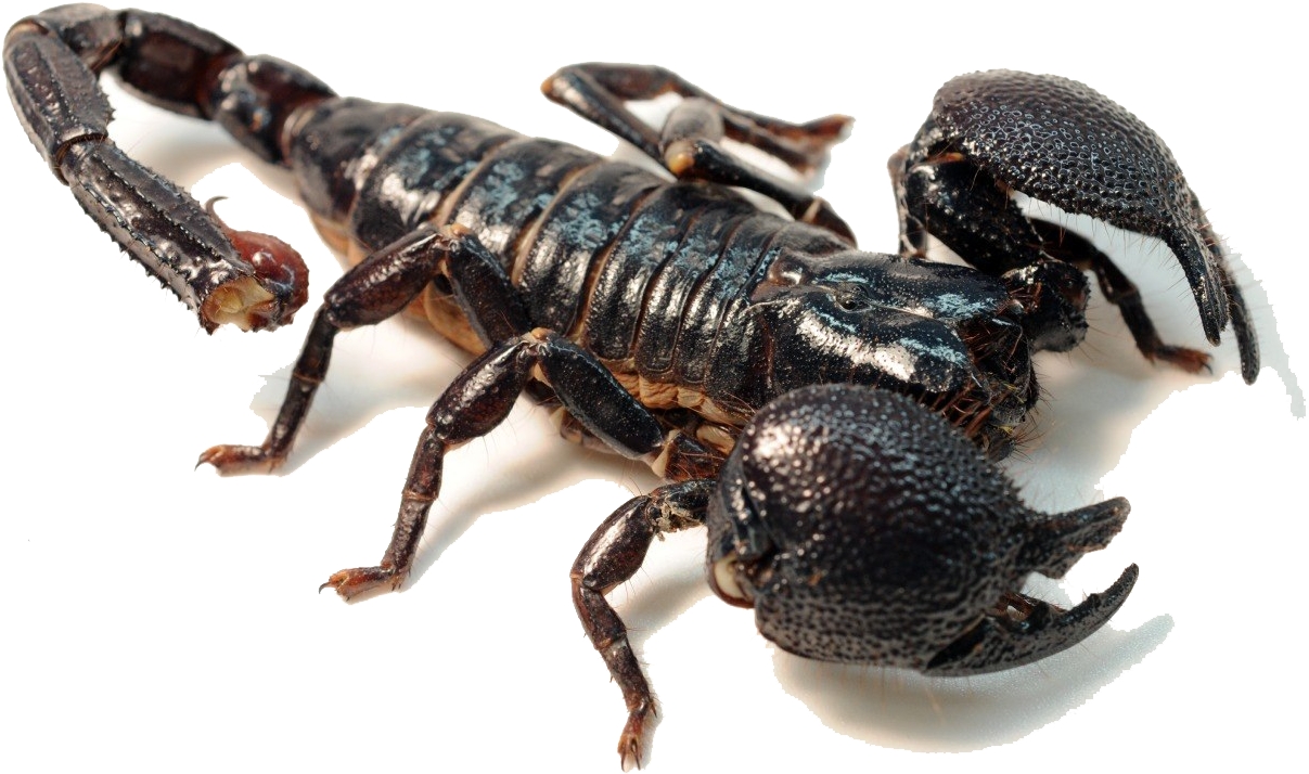 Black Scorpion Isolated Background PNG