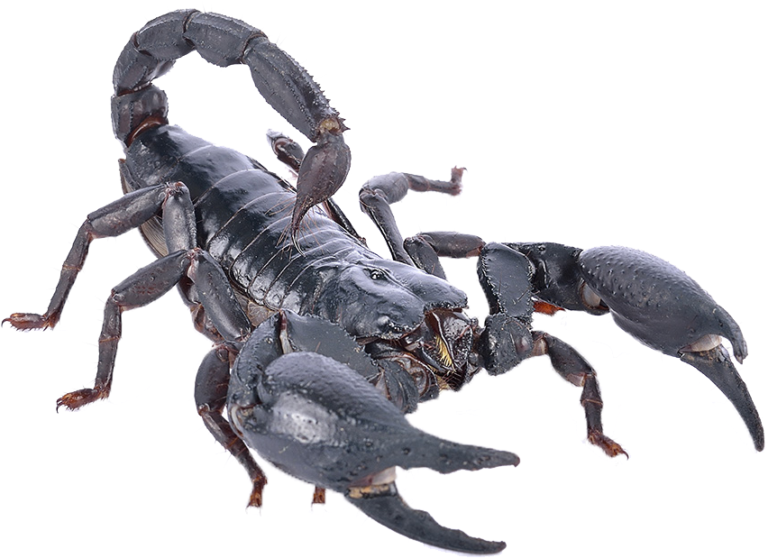 Black Scorpion Isolated Background PNG