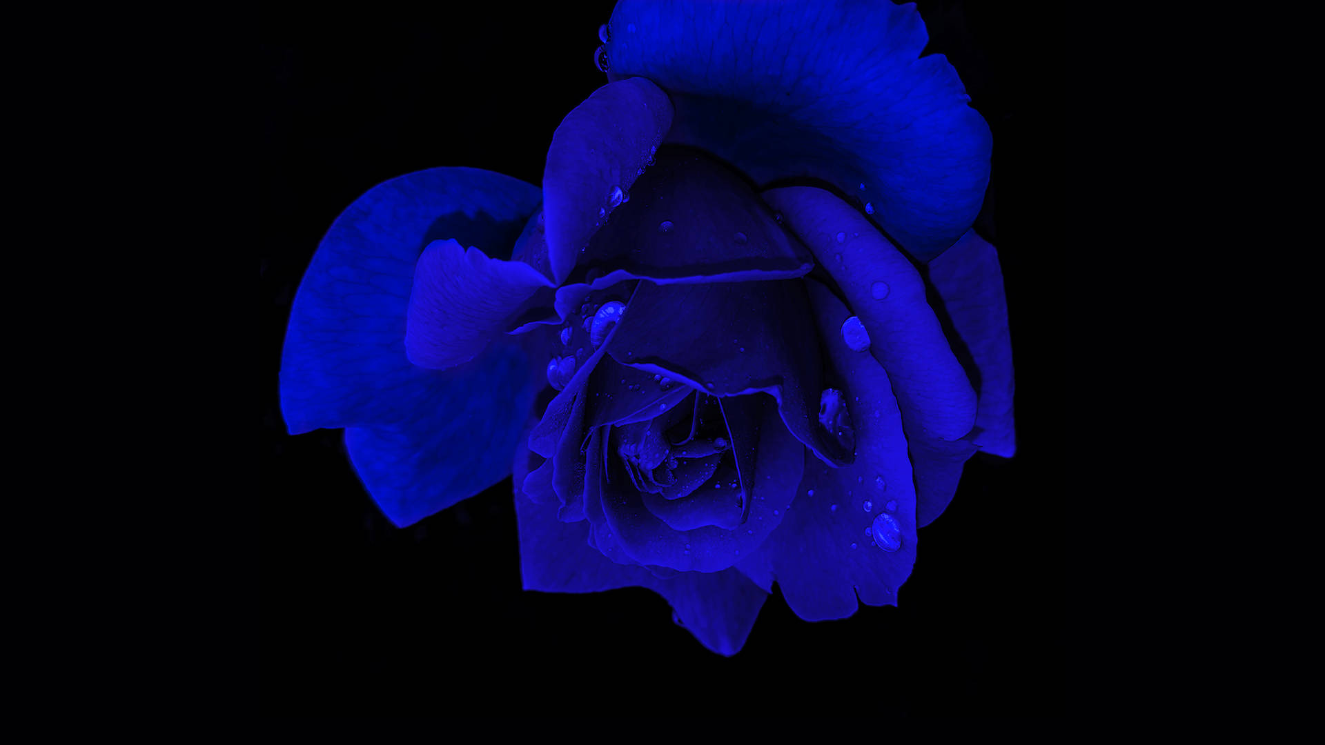 Sort skærm 4K med blå rose. Wallpaper