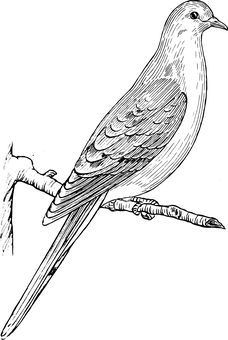 Black Screen Placeholder PNG