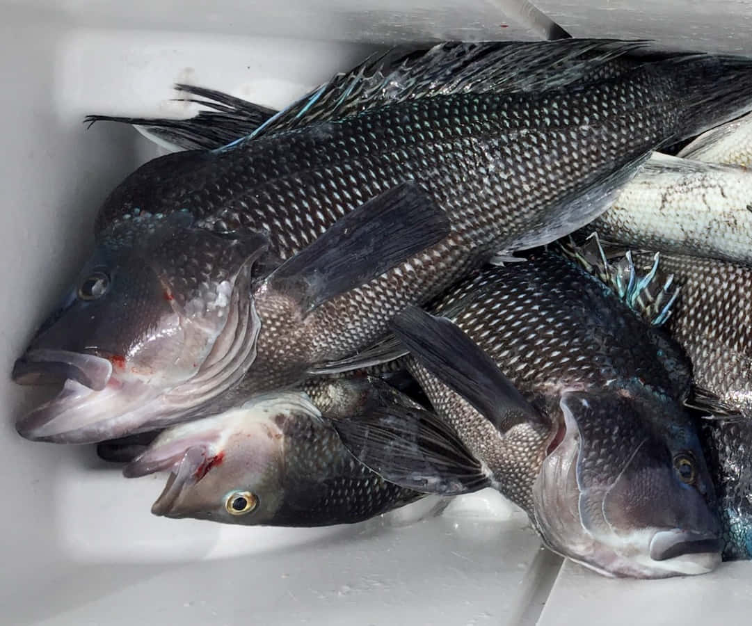 Freshly-caught Black Sea Bass Wallpaper
