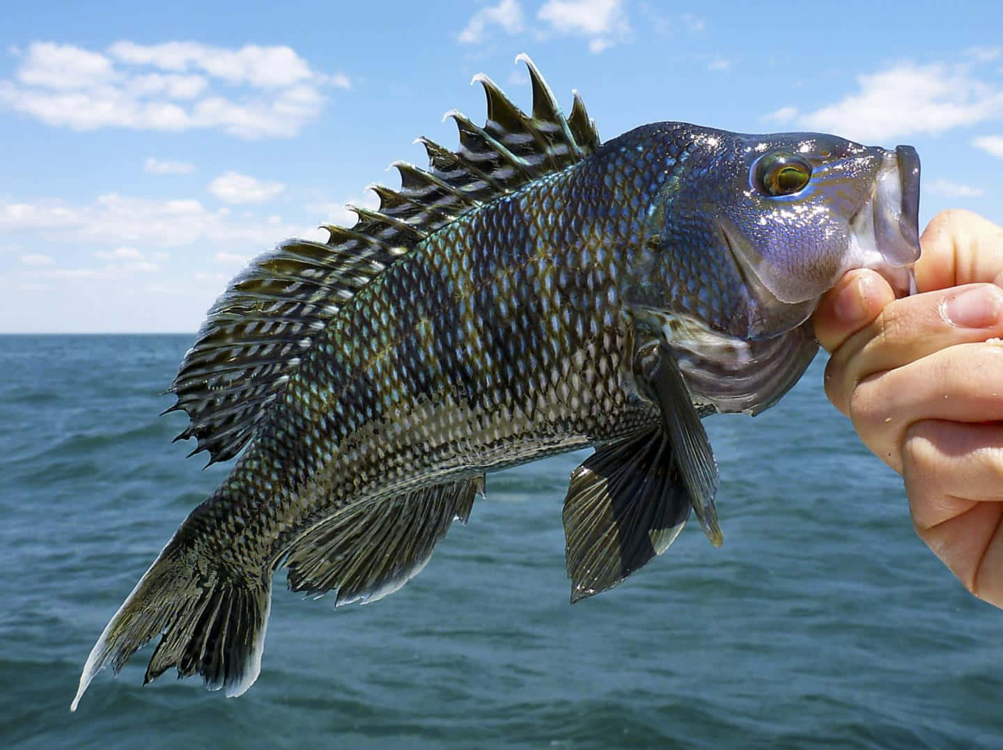 A recently-caught black sea bass looks up to the camera. Wallpaper