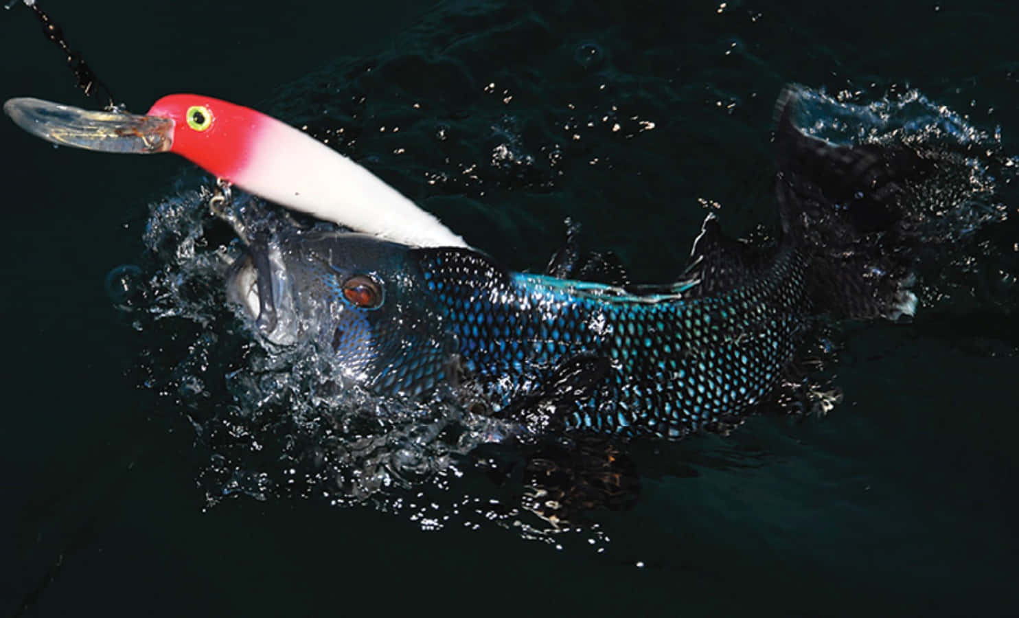 Elpescado Más Sabroso Que Has Probado: Lubina Del Mar Negro. Fondo de pantalla