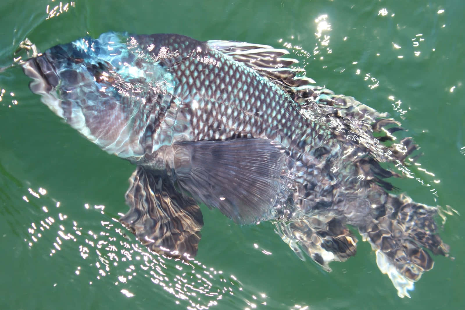 A Black Sea Bass in its Natural Habitat Wallpaper