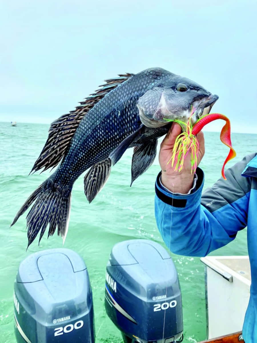 Enjoy a Freshly-Caught Black Sea Bass Wallpaper
