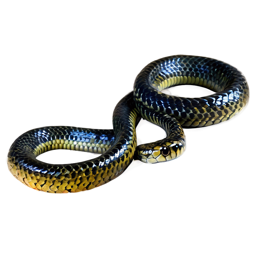 Black Sea Snake Png 06132024 PNG