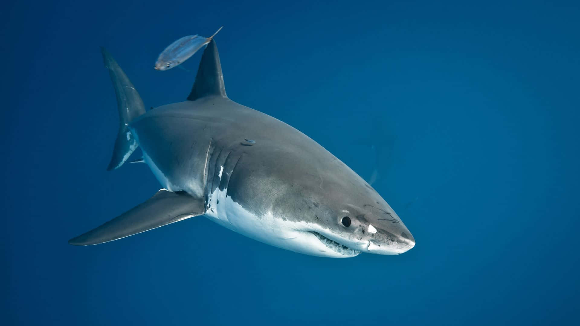 Sort Shark og dens Bytte ses på din Skærm Wallpaper