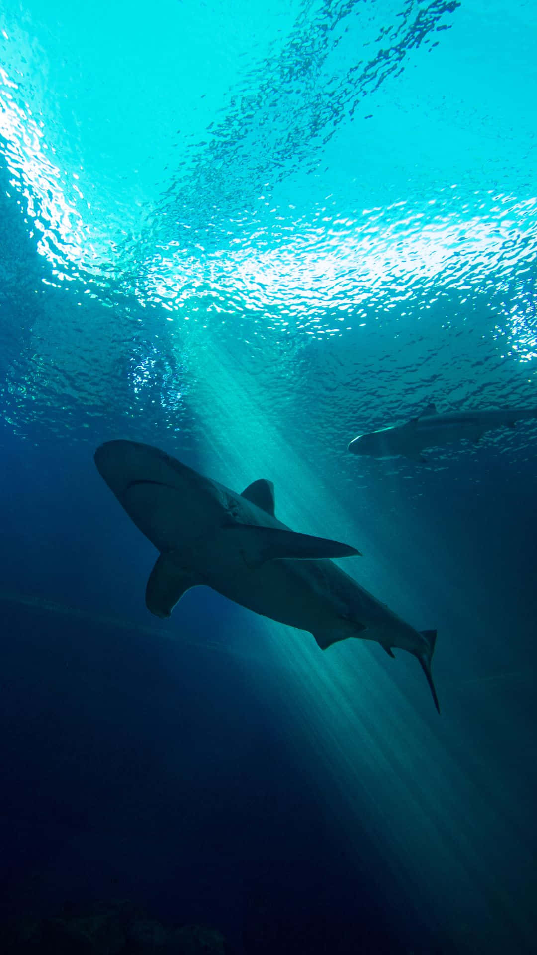 Papelde Parede Do Black Shark Verde Escuro Em Orientação Retrato. Papel de Parede