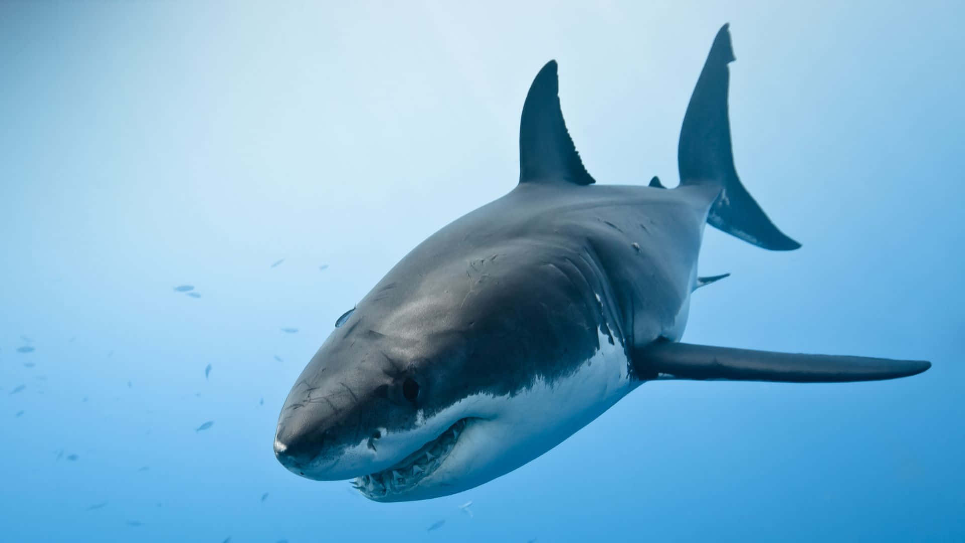 Sort Shark Svømme Dybt I Havet Wallpaper