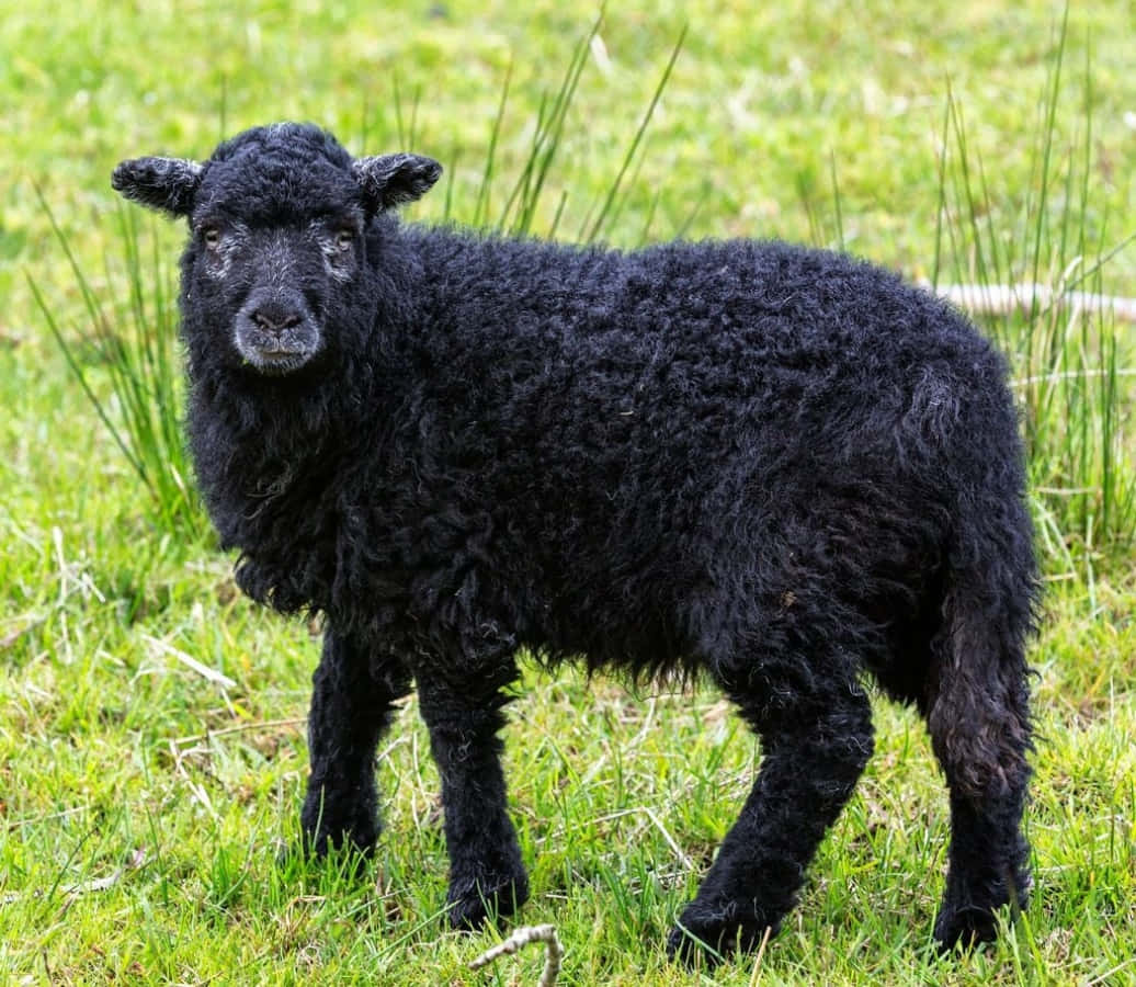 A Black Sheep standing in on a farm Wallpaper