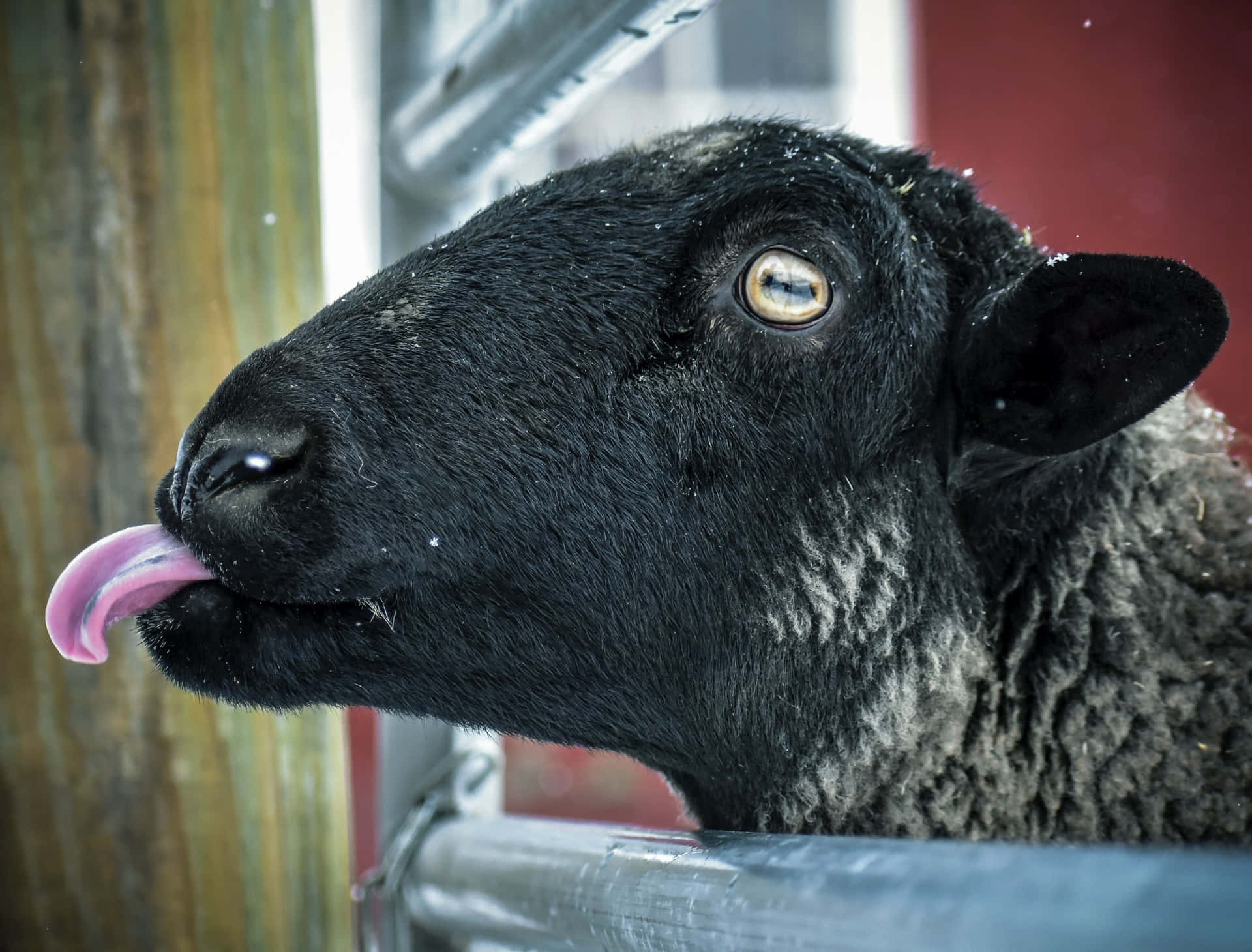 Black Sheep Photos Download The BEST Free Black Sheep Stock Photos  HD  Images