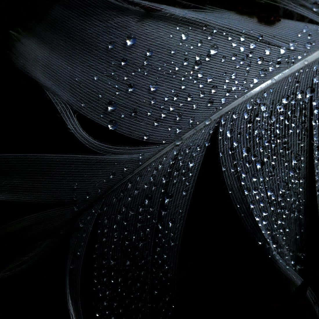 A Black Feather With Water Droplets On It