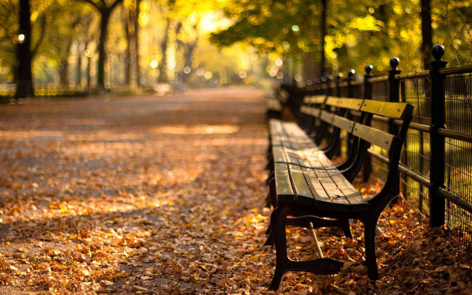 Symmetry and Solitude: Black Park Benches in a Row Wallpaper