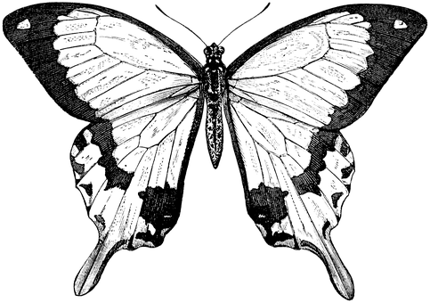Black Silhouette Butterfly PNG