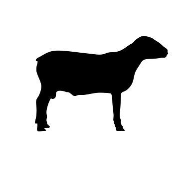 Black Silhouetteof Sheep PNG