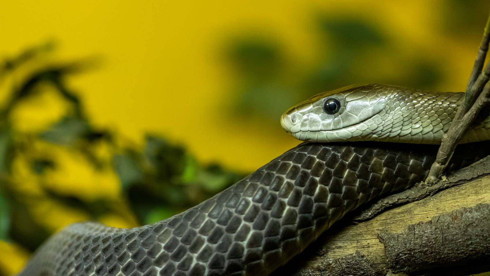 Black Skin Taipan Snake Background