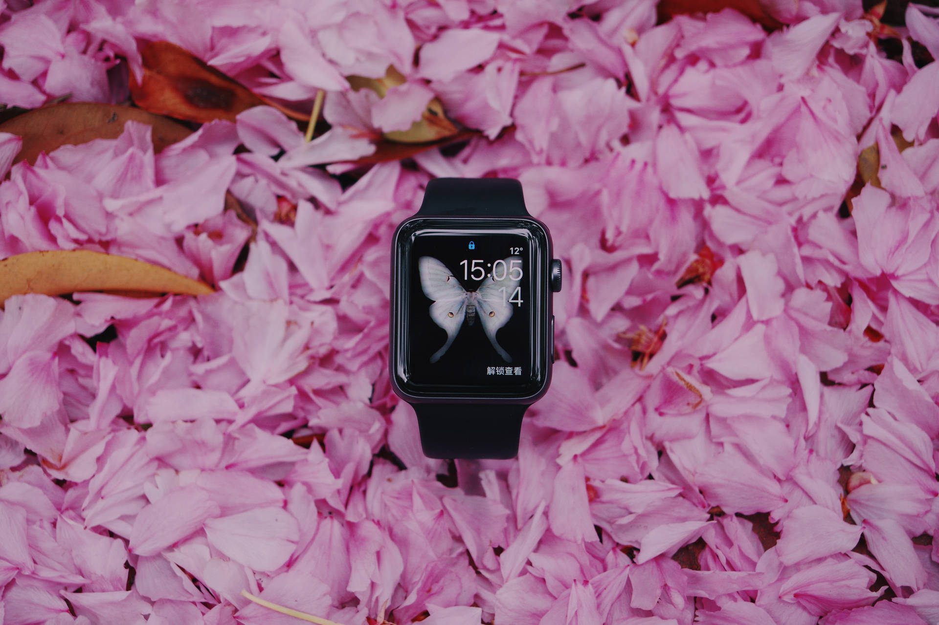 Black Smartwatch On Pink Petals Wallpaper