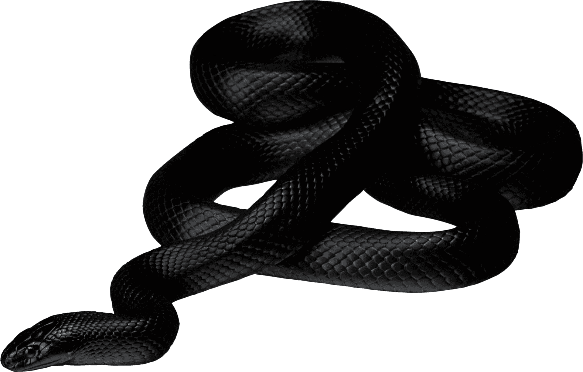 Black Snake Coiled Pose PNG