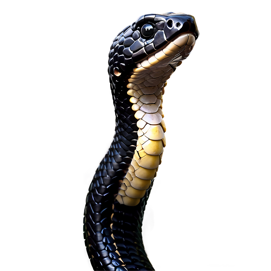 Black Snake Head Profile Png Svn57 PNG