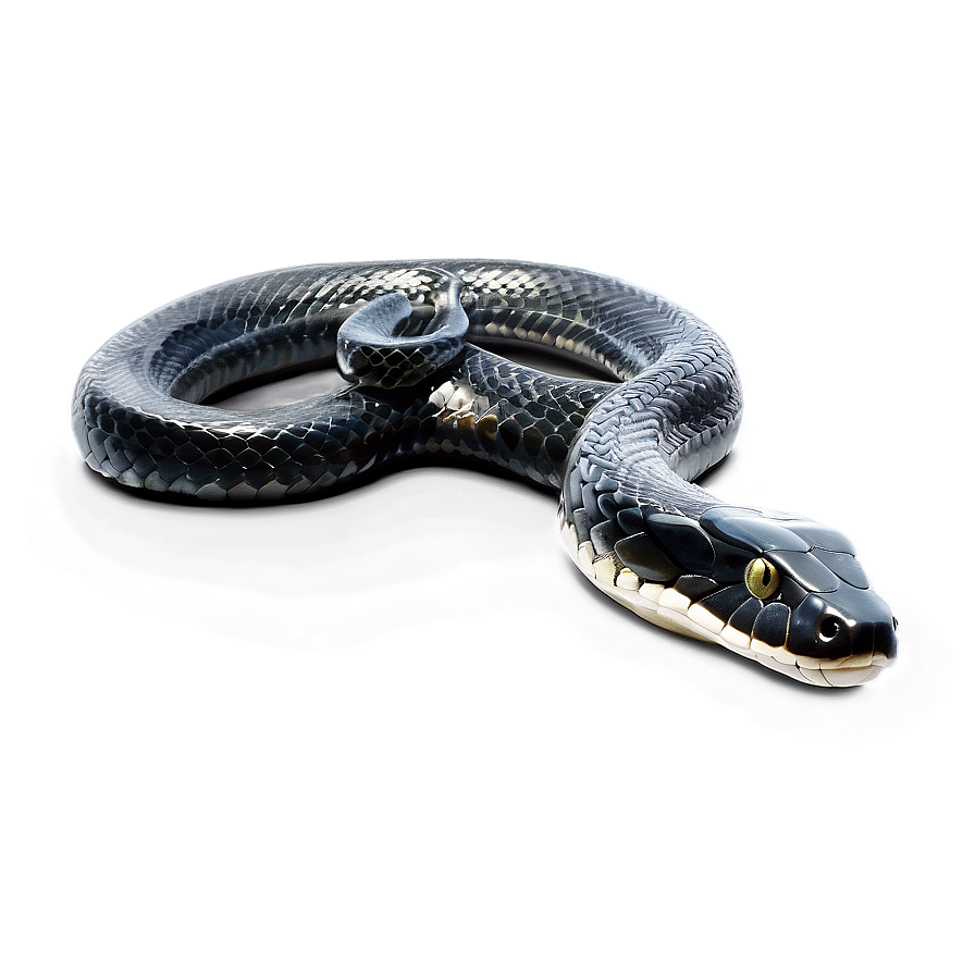 Black Snake In Attack Position Png Ntc81 PNG