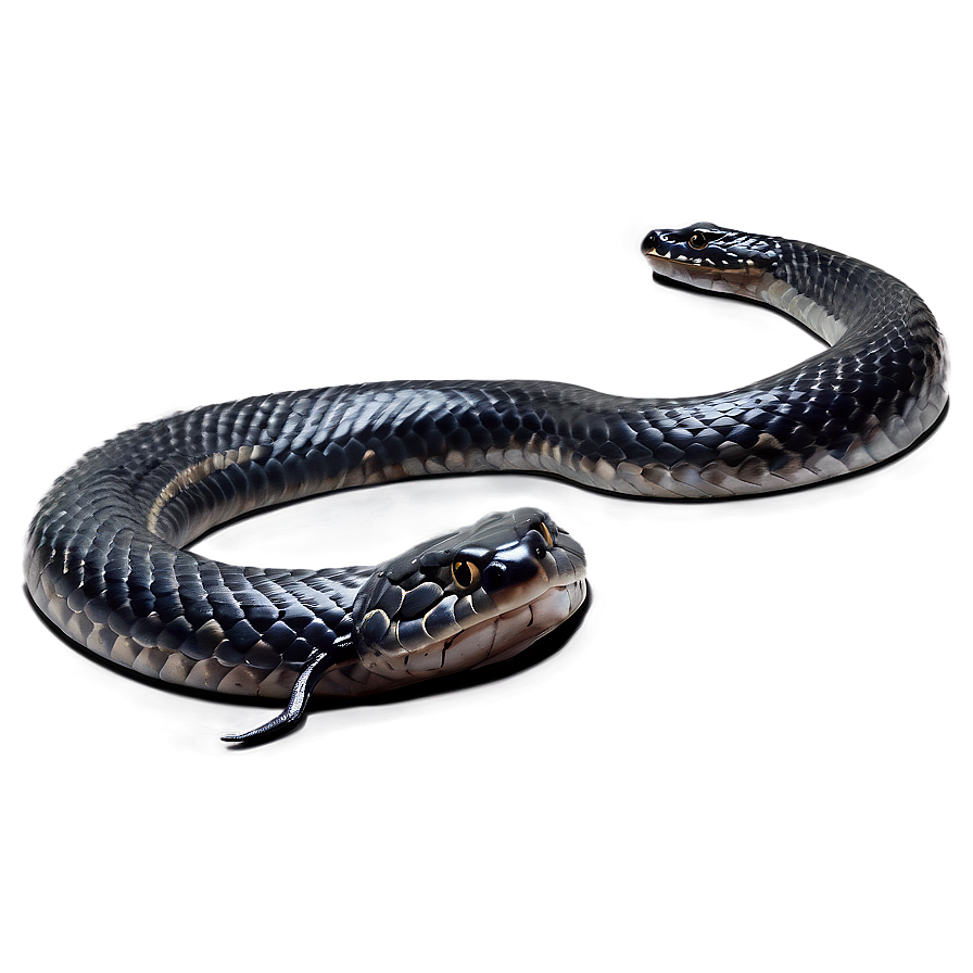 Black Snake In Attack Position Png Wek PNG