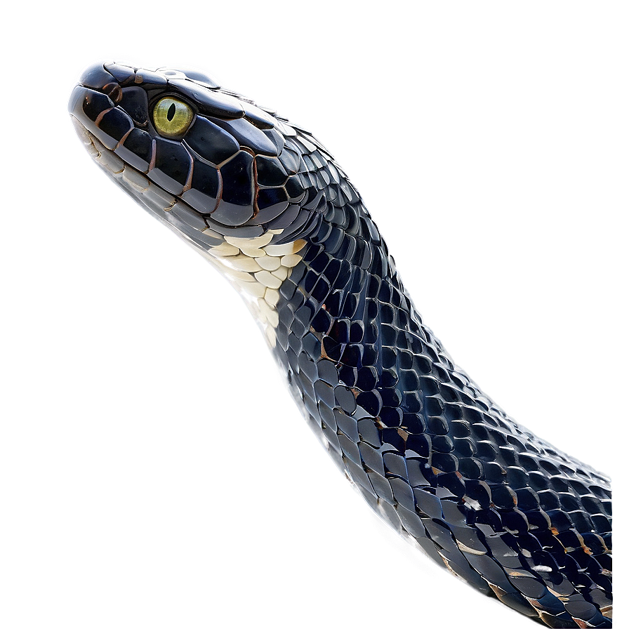 Black Snake Wrapped Around Png 9 PNG