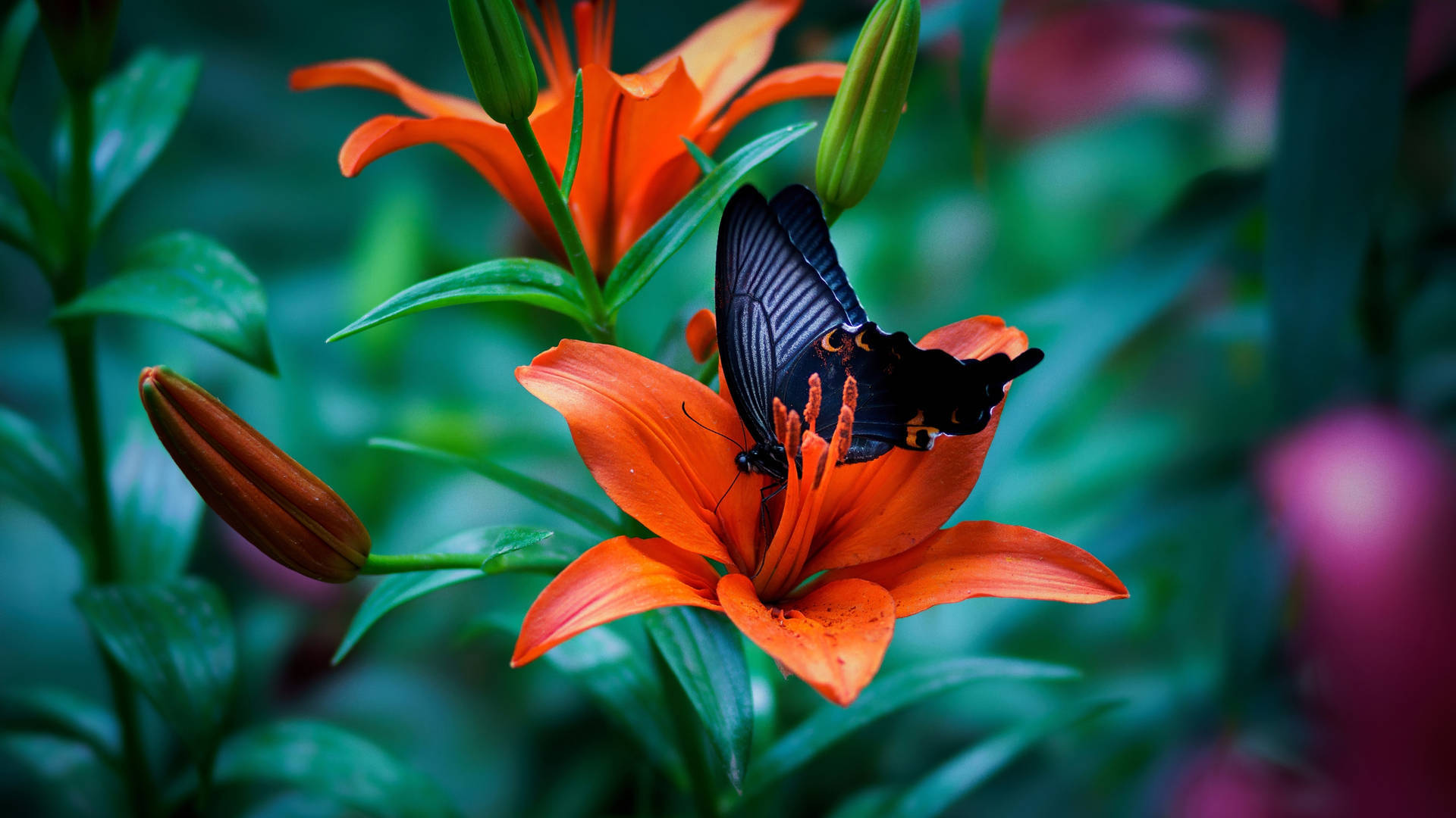 Black Spangle Butterfly On Flower Wallpaper