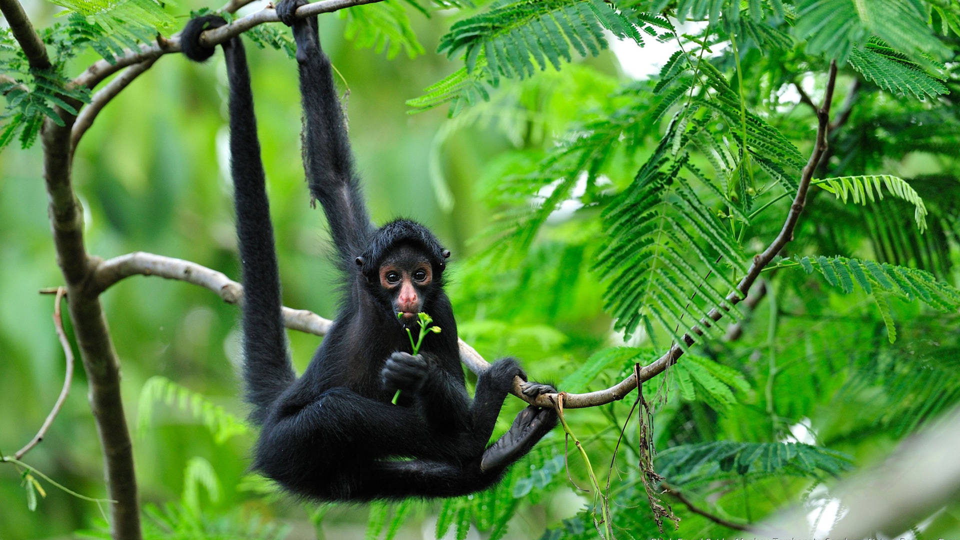 Black Spider Monkey Wallpaper