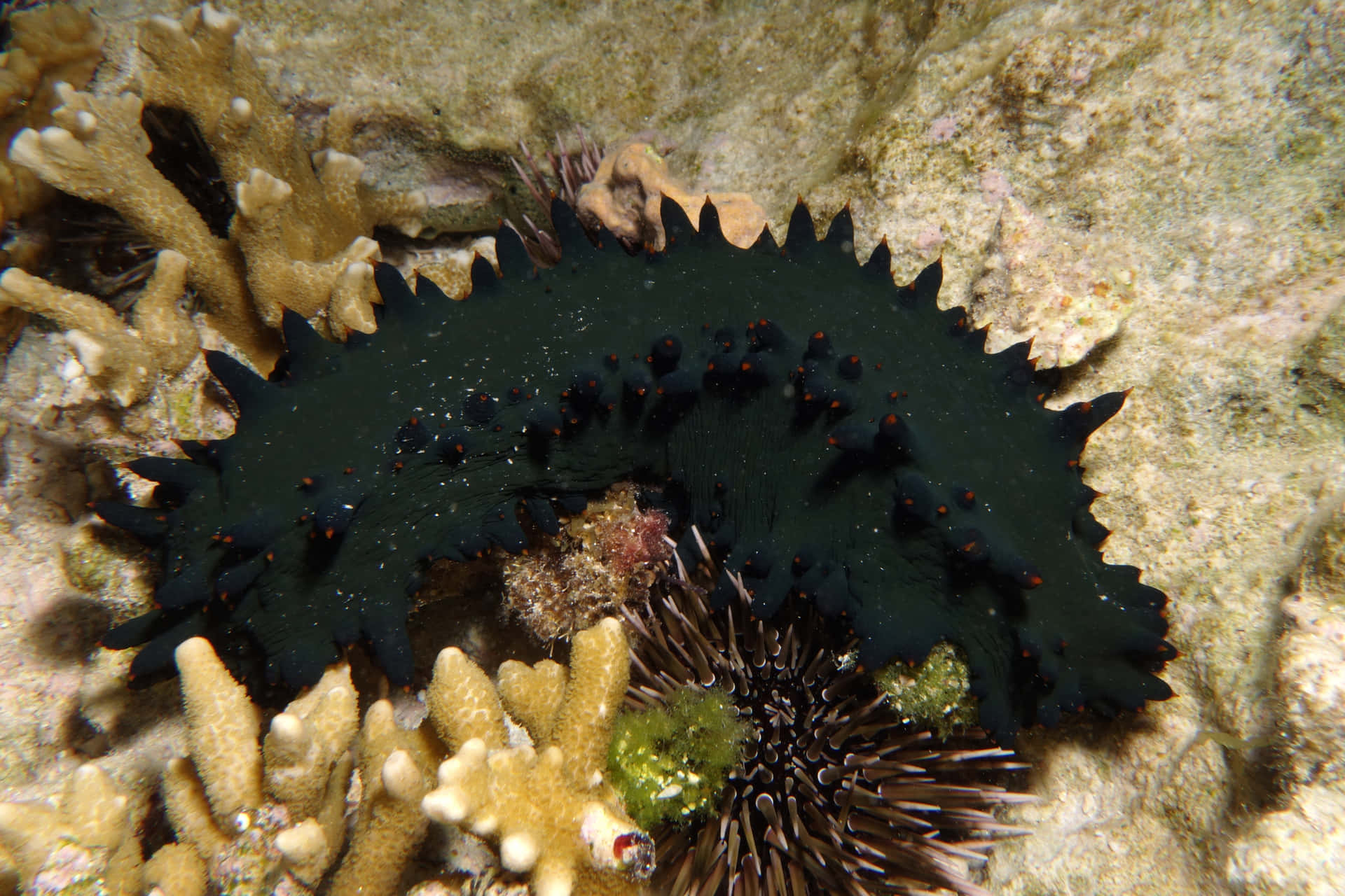 Black Spiny Sea Cucumber Underwater Wallpaper