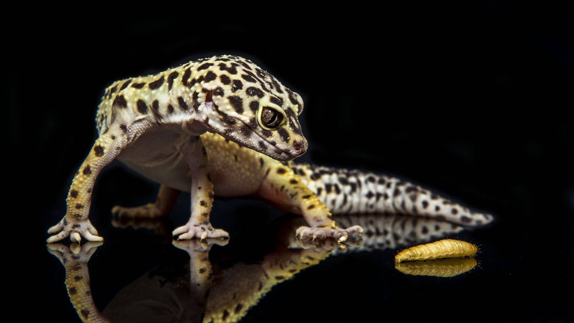 Black Spotted Gecko With Worm Wallpaper