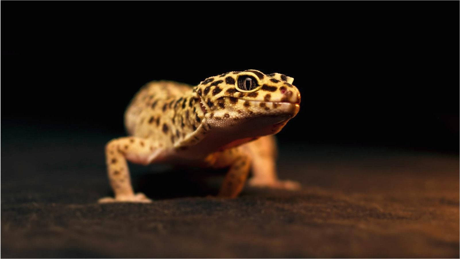 Black Spotted Yellow Gecko Background