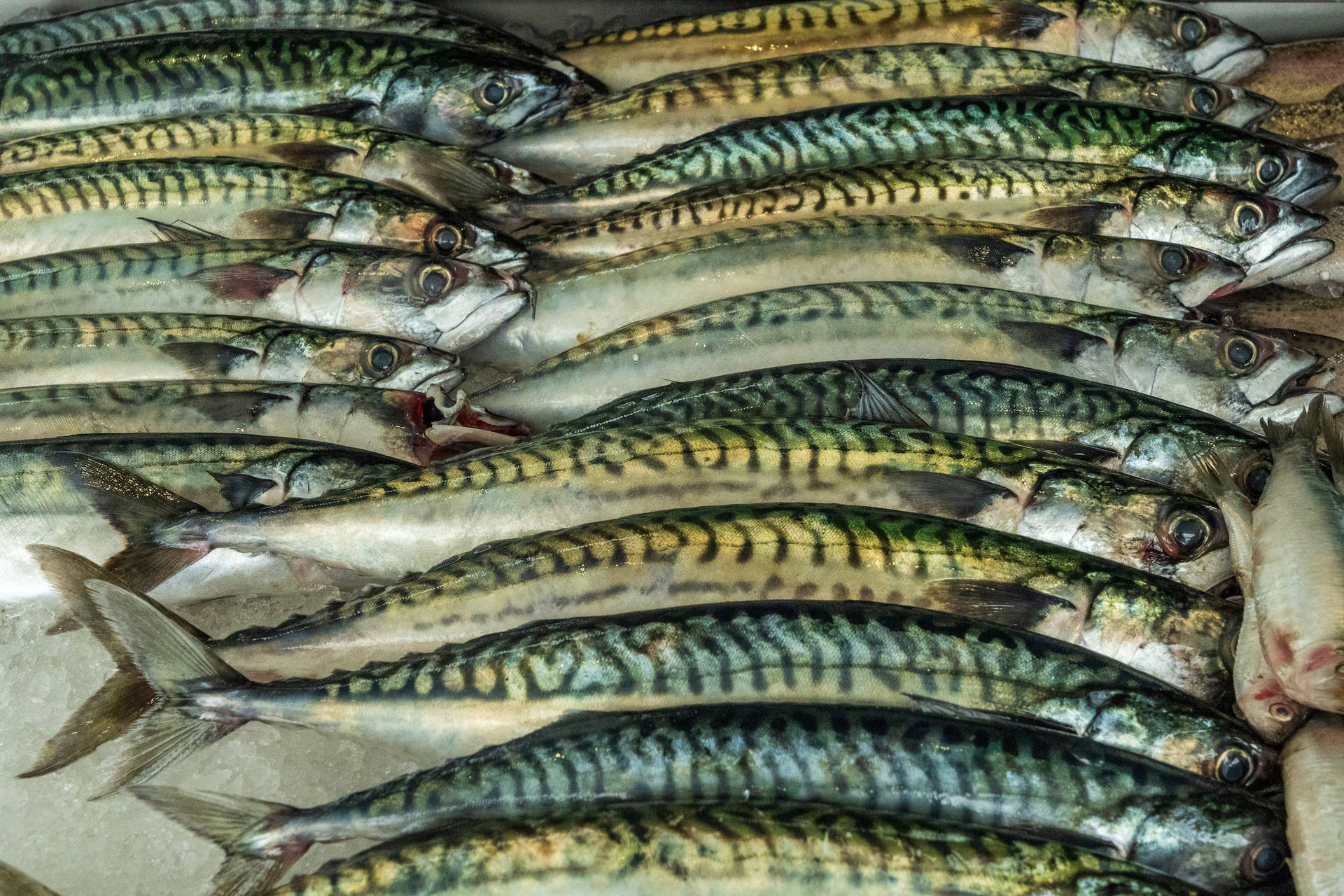 Black Stripe Mackerel Fishes Wallpaper