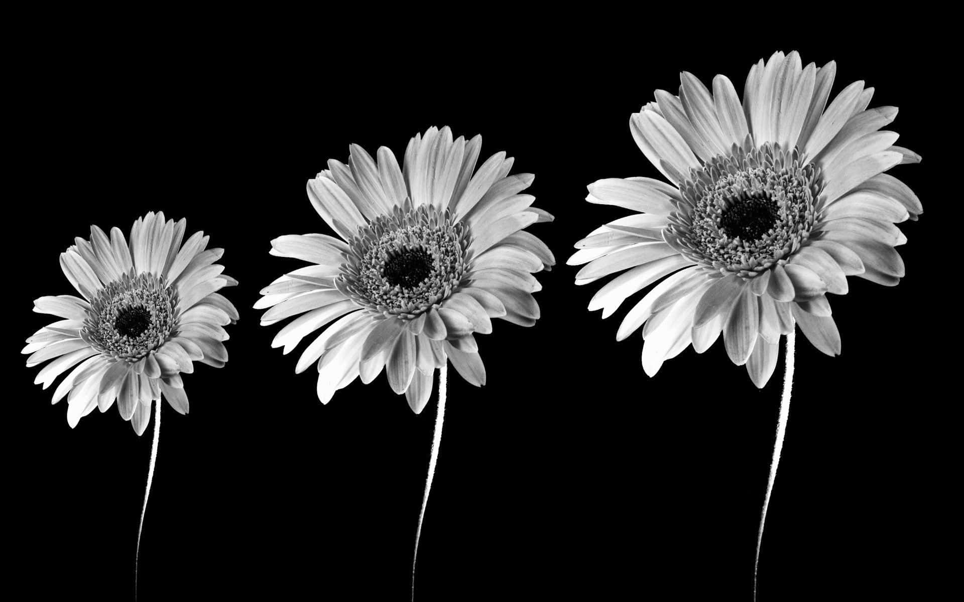 Black White Sunflower On Black Background Stock Photo 706176502   Shutterstock