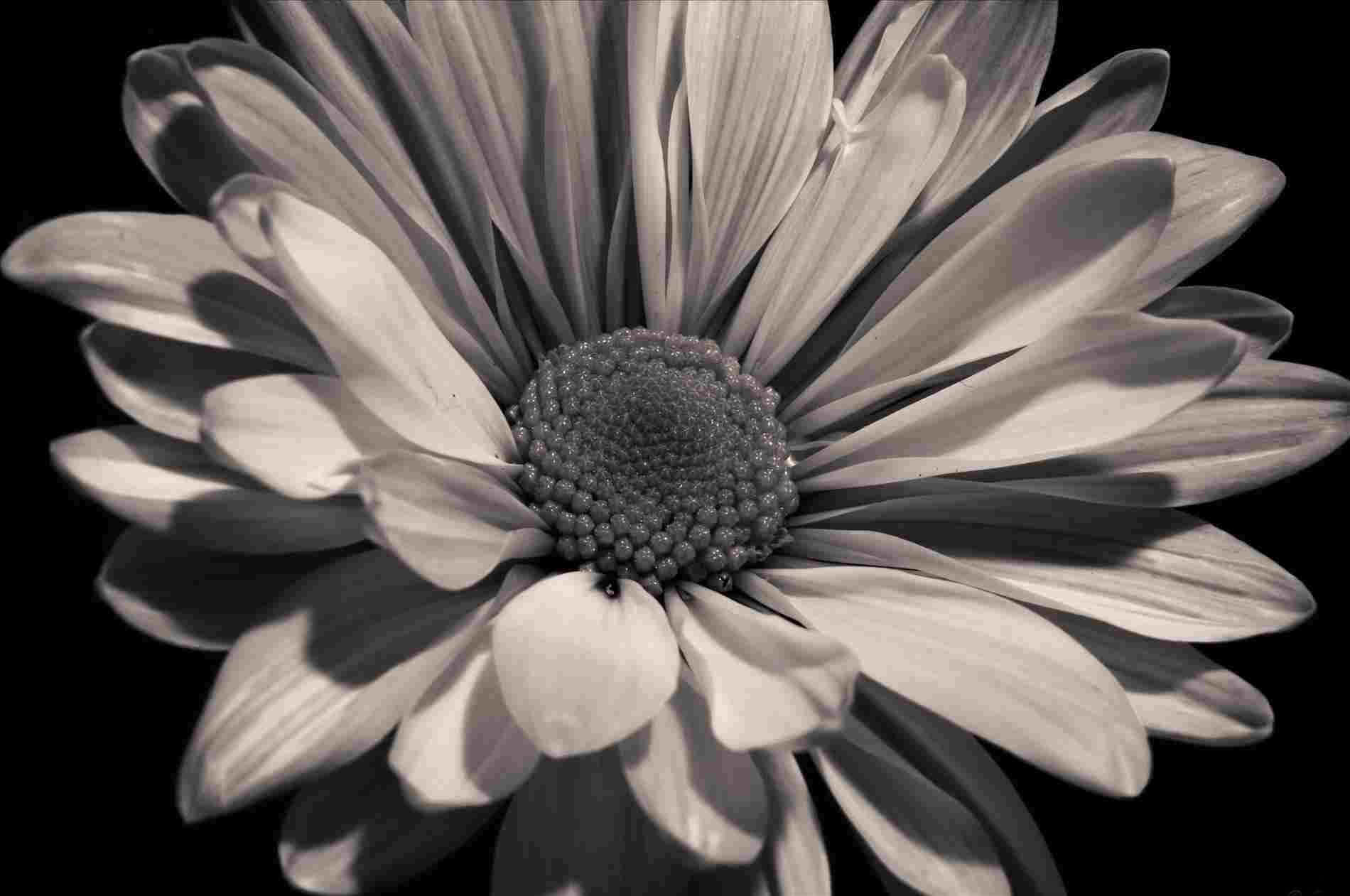 Miteiner Atemberaubenden Schwarzen Sonnenblumenblüte Als Hintergrundbild. Wallpaper